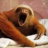 GIF of a sloth yawning
